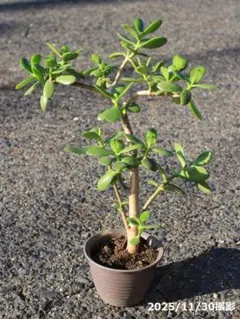 金のなる木 多肉植物 抜き苗2本セット