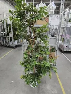 実付 ジャボチカバ 10号 200cm - メルカリ