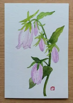 手描ハガキ原画 ホタルブクロ植物画のサムネイル