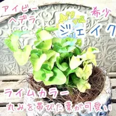 e☸️おまけ付❤️観葉植物【ヘデラ ヘリックス ムーンライト