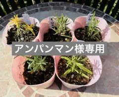 アンパンマン 様専用⭐︎レア種⭐︎選べるローズマリー苗　5種　1種から