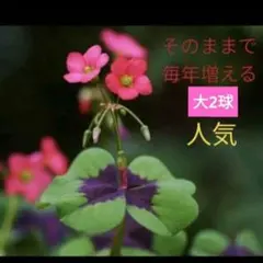 해피 클로버 구근, 네잎 전구, 전구 2개, 플록스 구근, 튼튼하게 자라는 묘목 화분