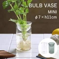 【在庫有】訳あり　水栽培ガラスベース　インテリア　球根花　あさイチ