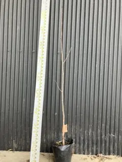 hirorxu様 リクエスト 2点 まとめ商品