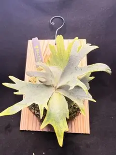 P.w dwarf tasuta×veitchii wild spores 子株 - メルカリ