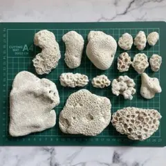 2026年最新】デスロックサンゴの人気アイテム - メルカリ