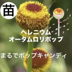 ヘレニウムオータムロリポップ ・ダンゴギク【1苗】ドライフラワー向きのサムネイル
