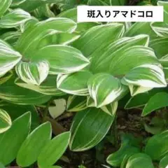 大型種 ギボウシ / ホスタ スノーキャップ 2芽 - メルカリ