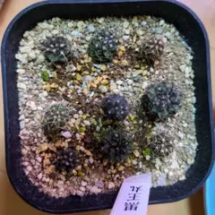 しか ※プロフご確認下さい…様 リクエスト 2点 まとめ商品