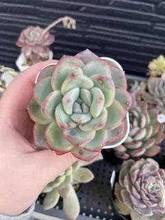 多肉植物ファイヤーピラー抜き苗札付き - メルカリ