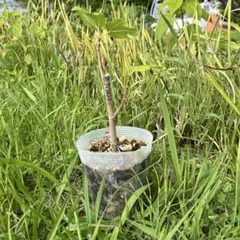 Pinor Mare 2年生接木苗 7号スリット イチジク いちじく 苗 穂木
