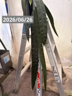 2026年最新】anthurium wendlingeriの人気アイテム - メルカリ