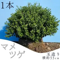 マメツゲ 2本 植木 植木 まめつげ 小花 トピアリー 玄関 シンボルツリー マメツゲ 2本 植木 植木 まめつげ 小花 トピアリー 玄関 シンボル