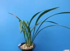 洋蘭 洋ラン セロジネ ローレンセアナ Coelogyne - メルカリ
