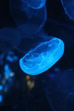 リコ様