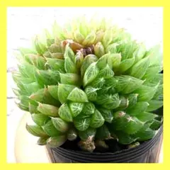 ハオルチア チャイナドレス 多肉植物 群生 726