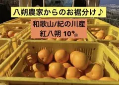 ◆ 2 ◆【八朔農家からお裾分け♪】紅八朔（和歌山/紀の川）10㌔