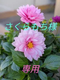 さくらもち様専用ページ