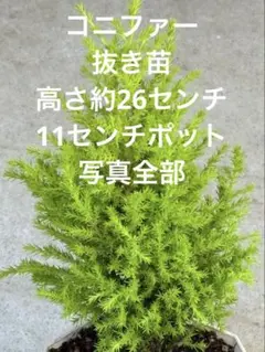 ＊mama＊様 リクエスト 2点 まとめ商品