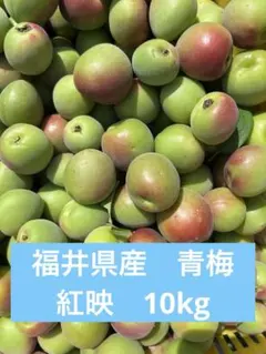 【鶯宿梅】青梅 10キロ 鹿児島産 M〜L混合　冷蔵便　栽培期間中農薬不使用 鶯宿梅】青梅 10キロ 鹿児島産 M〜L混合 冷蔵便 栽培期間中農薬不使用