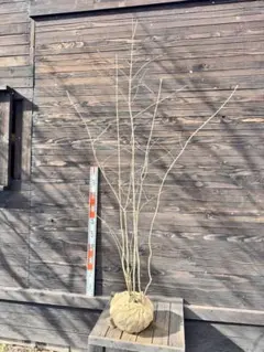 2026年最新】山採りの人気アイテム - メルカリ