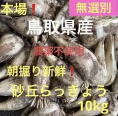 無農薬！鳥取県産　朝掘り砂丘らっきょう10kg 産地直送 大容量 無農薬！鳥取県産 朝掘り砂丘らっきょう10kg 産地直送 大容量 - メルカリ