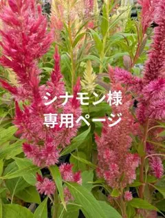 ラボット服　LOVOT　ハンドメイド 　シナモン様専用ページ