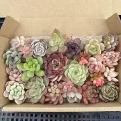 多肉植物カット苗詰め合わせ　寄せ植え　ミニサイズ