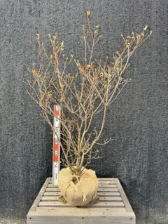 2025年最新】ミツバツツジの人気アイテム - メルカリ