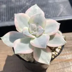 蘭々様 リクエスト 3点 まとめ商品