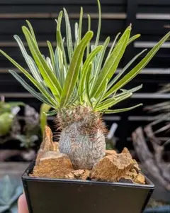 期間限定特別価格‼️パキポディウム グラキリス 実生 白肌 良型 検)塊根植物