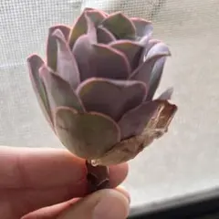 パープルナイトクイーン　多肉植物　グリーノビアのサムネイル
