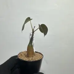 Homalomena sp. 夕霧 T-3810-2 - メルカリ
