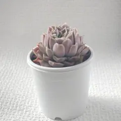 実生苗　多肉植物　エケベリア　③