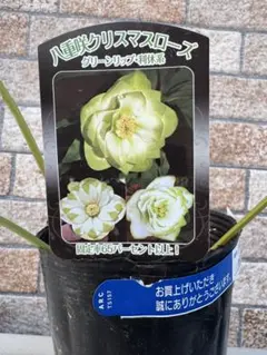 2025年最新】クリスマスローズ 利休の人気アイテム - メルカリ