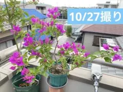 2025年最新】ブーゲンビリアの人気アイテム - メルカリ