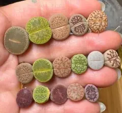 ぶたちゃん様 リクエスト 3点 まとめ商品