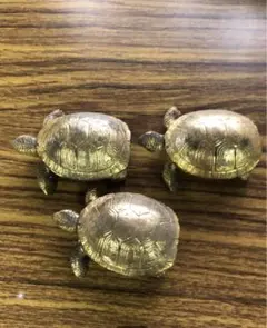貝殻のコンパクト 小物入れ 2種set - メルカリ