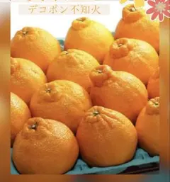 ☆限定７名様先着☆和歌山産☆訳ありデコポン不知火８〜１０玉入箱ミカンシラヌイのサムネイル