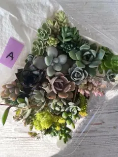 A 多肉植物　詰め合わせ　カット苗