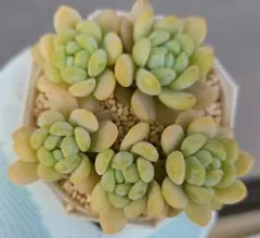 sori様 リクエスト 2点 まとめ商品