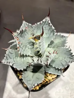 2025年最新】屈原の舞扇の人気アイテム - メルカリ