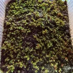 滋賀県高島産】半開花、花山椒 50g｜鮮度◎※摘みたてを色出しし真空