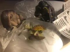 Item thumbnail for item d6d3f73b-dad9-4385-b57c-cc67b82202b5