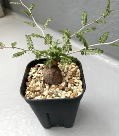 多肉植物　ペンテリー 希少 プレクトランサス属　抜き苗　ポットの中全部 多肉植物 ペンテリー 希少 プレクトランサス属 抜き苗 ポットの中全部