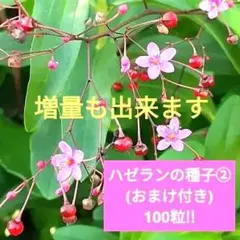 とまと様 リクエスト 2点 まとめ商品