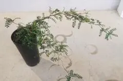 オペルクリカリア パキプス 根挿し
