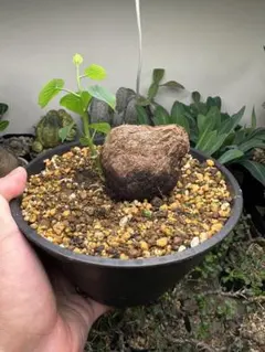 現地株 Euphorbia globosa 発根済 鉢のまま発送 コーデックス - メルカリ