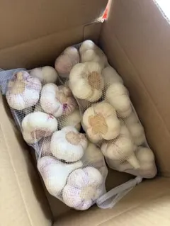 新物 令和8年度産 青森県産 福地ホワイト 生にんにく 土付きS 玉 10ｋｇ 新物 令和8年度産 青森県産 福地ホワイト 生にんにく 土付きS 玉