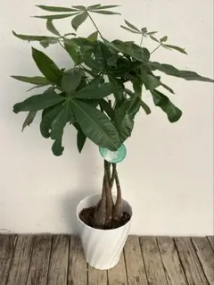 ♪パキラ♪7号鉢直径約21㎝鉢底から葉先まで約100㎝ - メルカリ